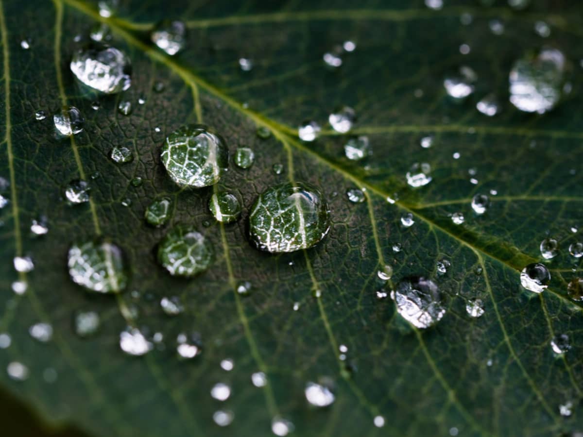 Leaf with Droplets
